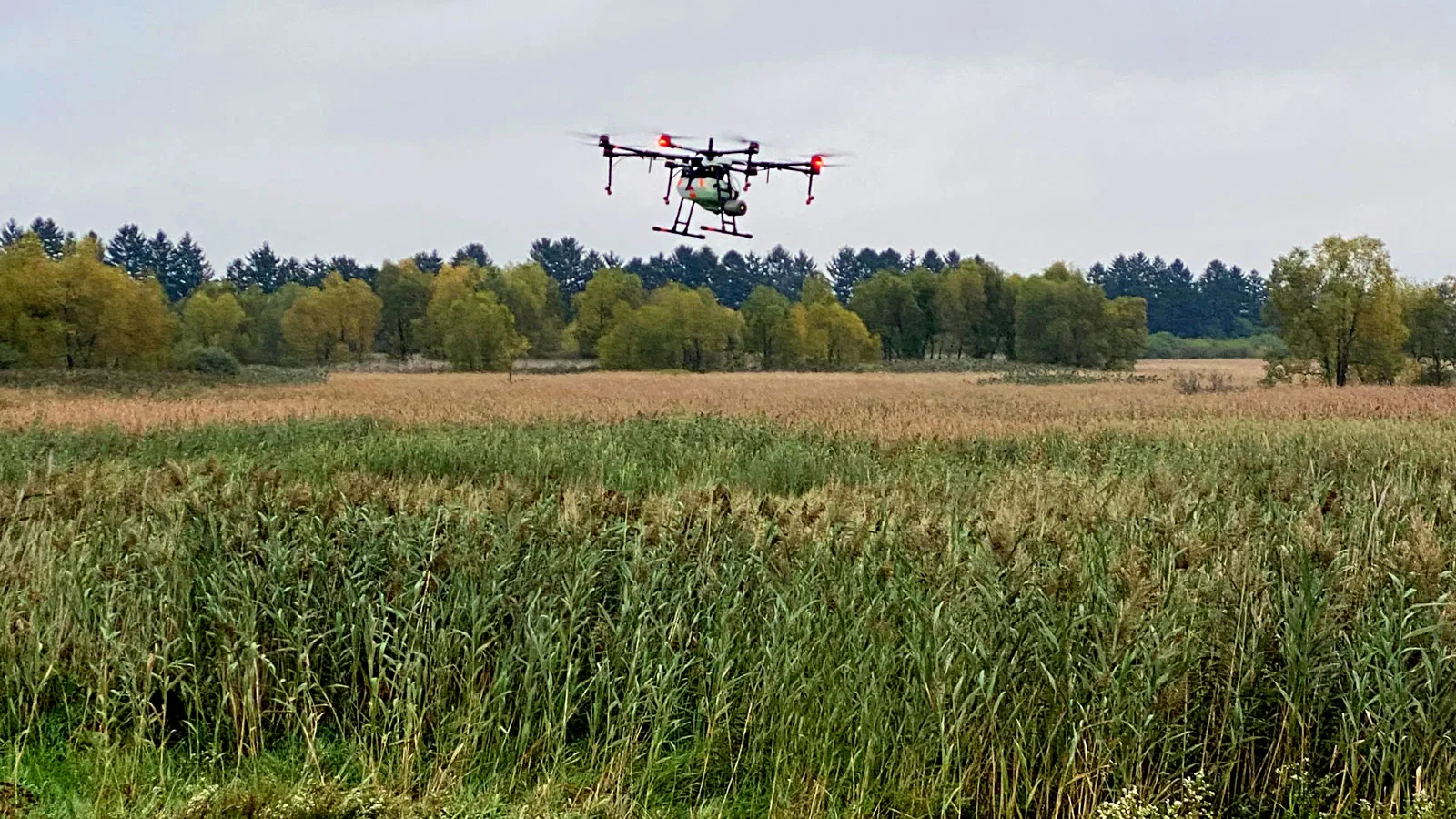 Combating Invasive Species in Fynbos: Drones Revolutionize Environmental Conservation